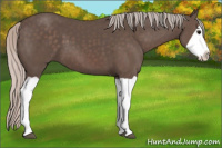 Horse Color:Silver Black Splash
