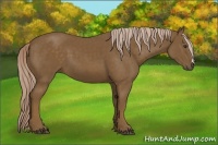 Horse Color:Chocolate Palomino 