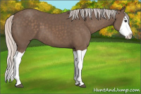Horse Color:Silver Black Splash