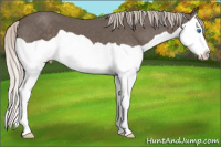 Horse Color:Silver Black Splash 