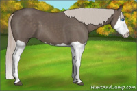 Horse Color:Silver Black Splash