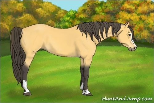 Horse Color: Buckskin Sabino 