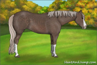 Horse Color:Silver Black Splash 