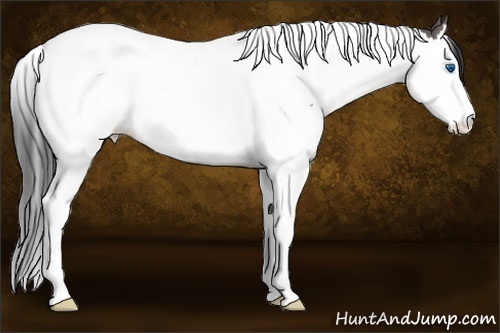 Horse Color:Grullo Sabino Splash Tobiano 