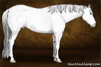Horse Color:Grullo Sabino Splash Tobiano 