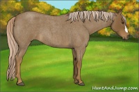 Horse Color:Chocolate Palomino Roan 
