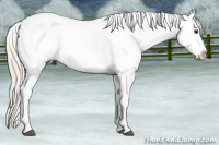 Horse Color:Silver Black Splash Appaloosa