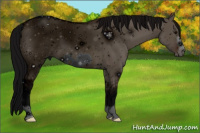 Horse Color:ERROR: UNKNOWN ANOMALY