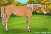 Horse Color:Chocolate Palomino 