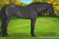 Horse Color:Buckskin Roan Mushroom 