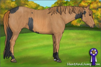 Horse Color:Brown Rabicano  Brindle