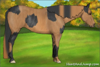 Horse Color:Brown Rabicano Brindle