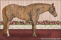 Horse Color:White Spotted Brown  Brindle