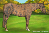 Horse Color:Brown Roan Rabicano  Brindle