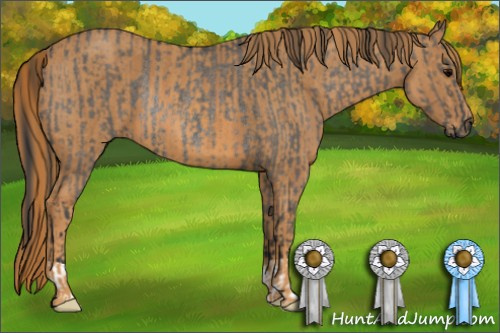 Horse Color: Brown Dun Rabicano  Brindle