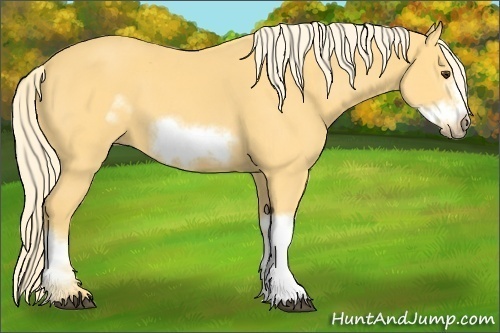 Horse Color: Unknown 