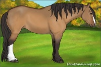 Horse Color:Buckskin Dun 