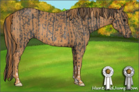 Horse Color:Brown Rabicano Brindle
