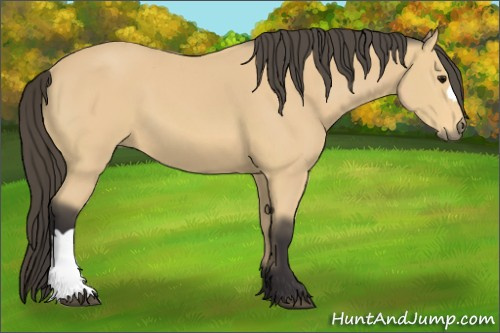 Horse Color: Buckskin 