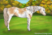 Horse Color:White Spotted Chocolate Palomino Mushroom 
