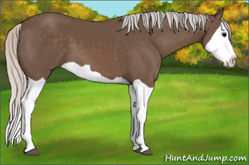 Horse Color: Silver Black Splash 