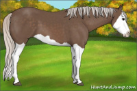 Horse Color:Silver Black Splash 
