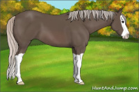 Horse Color:Silver Black Splash 