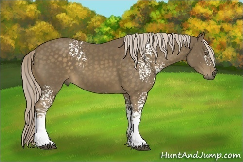 Horse Color: White Spotted Chocolate Palomino Sabino 