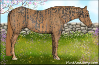 Horse Color:Brown Rabicano Brindle
