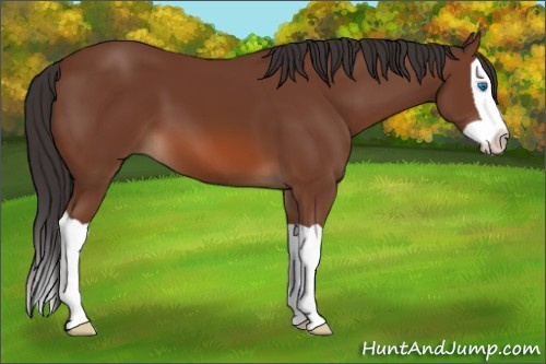 Horse Color: Unknown 