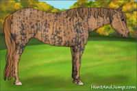 Horse Color:Brown Rabicano Brindle