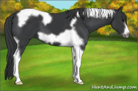 Horse Color:Black Tobiano Frame