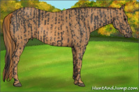 Horse Color:Brown Rabicano Brindle