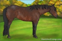 Horse Color:Bay  Brindle