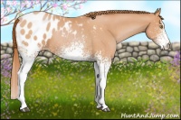 Horse Color:White Spotted Bay Pearl Appaloosa