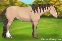 Horse Color:Amber Champagne 