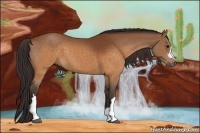 Horse Color:Buckskin 