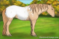 Horse Color:Gold Champagne Appaloosa