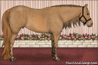 Horse Color:Buckskin  Brindle