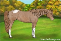 Horse Color:Chestnut Appaloosa 