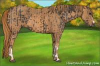 Horse Color:Black  Brindle