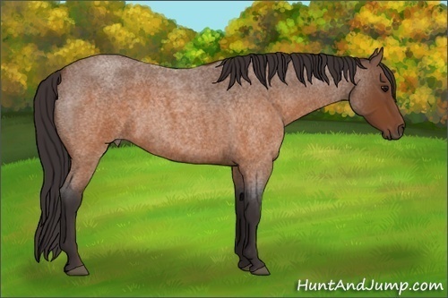 Horse Color: Buckskin Roan 
