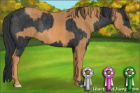 Horse Color:Brown Rabicano Brindle