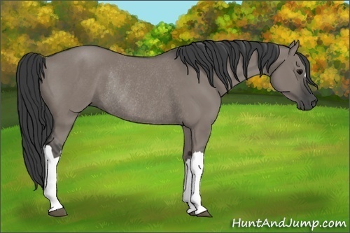 Horse Color:Grullo Rabicano 