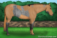 Horse Color:Brown Roan Rabicano  Brindle