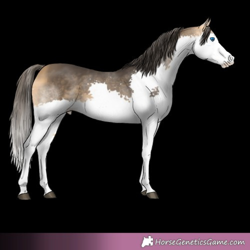 Horse Color: Buckskin Splash 