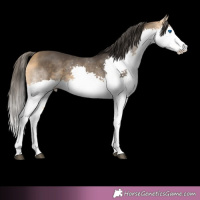 Horse Color:Buckskin Splash 