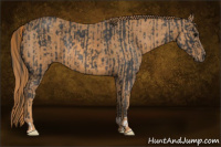 Horse Color:Brown Rabicano Brindle