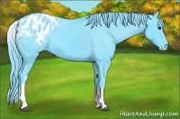 Horse Color:Watercolor White Spotted Black Appaloosa 