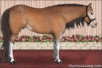 Horse Color:Buckskin Sabino